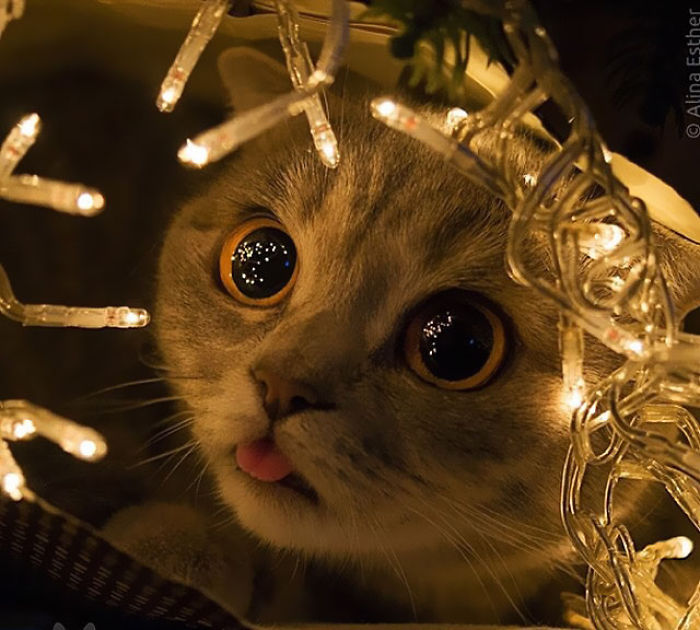 I Fight Every Day To Save Melissa The Einstein Cat From Death