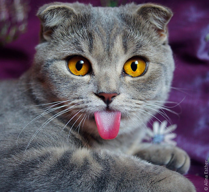 I Fight Every Day To Save Melissa The Einstein Cat From Death