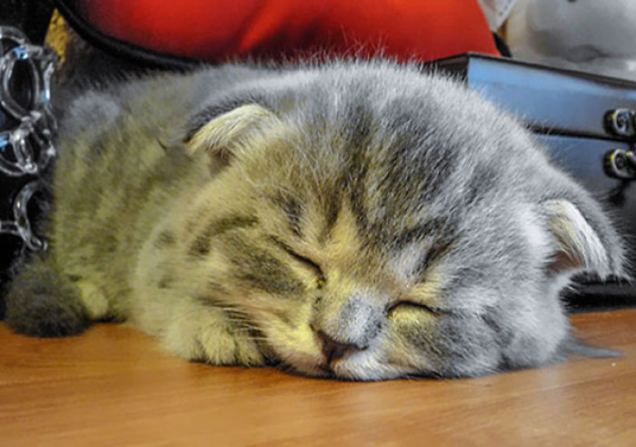 I Fight Every Day To Save Melissa The Einstein Cat From Death