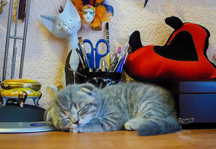 I Fight Every Day To Save Melissa The Einstein Cat From Death