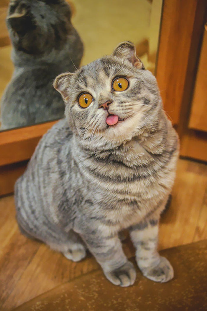 I Fight Every Day To Save Melissa The Einstein Cat From Death