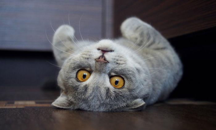 I Fight Every Day To Save Melissa The Einstein Cat From Death I Fight Every Day To Save Melissa The Einstein Cat From Death