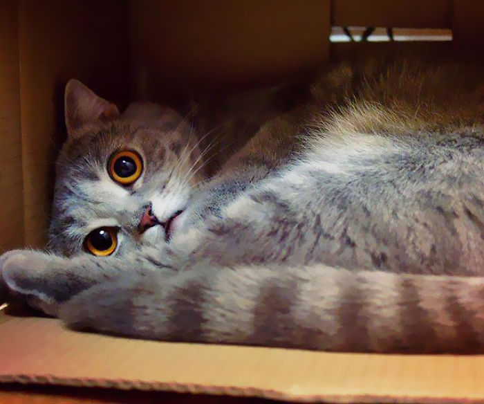 I Fight Every Day To Save Melissa The Einstein Cat From Death I Fight Every Day To Save Melissa The Einstein Cat From Death