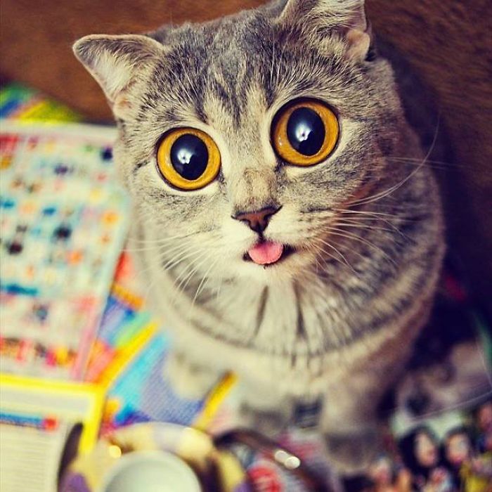 I Fight Every Day To Save Melissa The Einstein Cat From Death I Fight Every Day To Save Melissa The Einstein Cat From Death