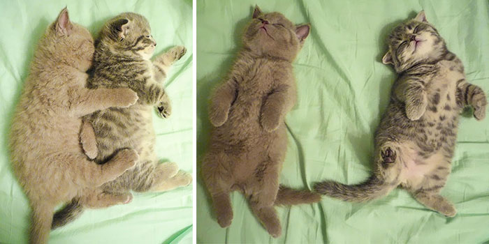 I Fight Every Day To Save Melissa The Einstein Cat From Death