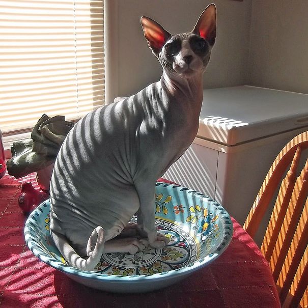 See, I Told You I Was Out Of Food, Dummy