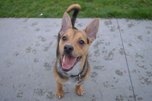 Jackabee - Part Jack Russell (we Think), Part Beagle, Part Menace (we Know)