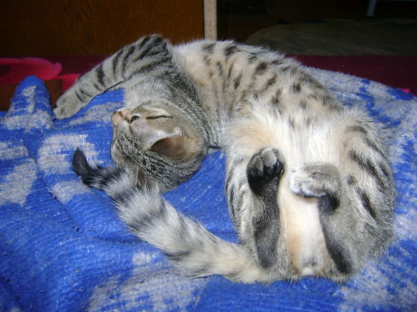 Mr Cat Actually A Girl