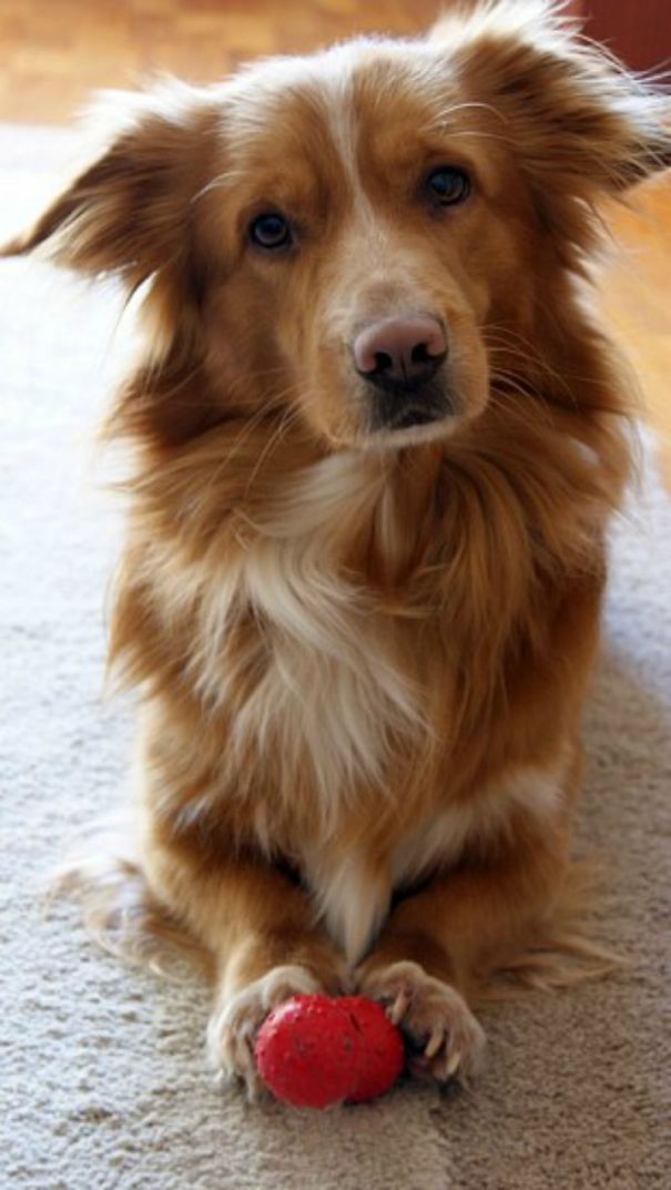 Charlie (golden Retriever + Spaniel)