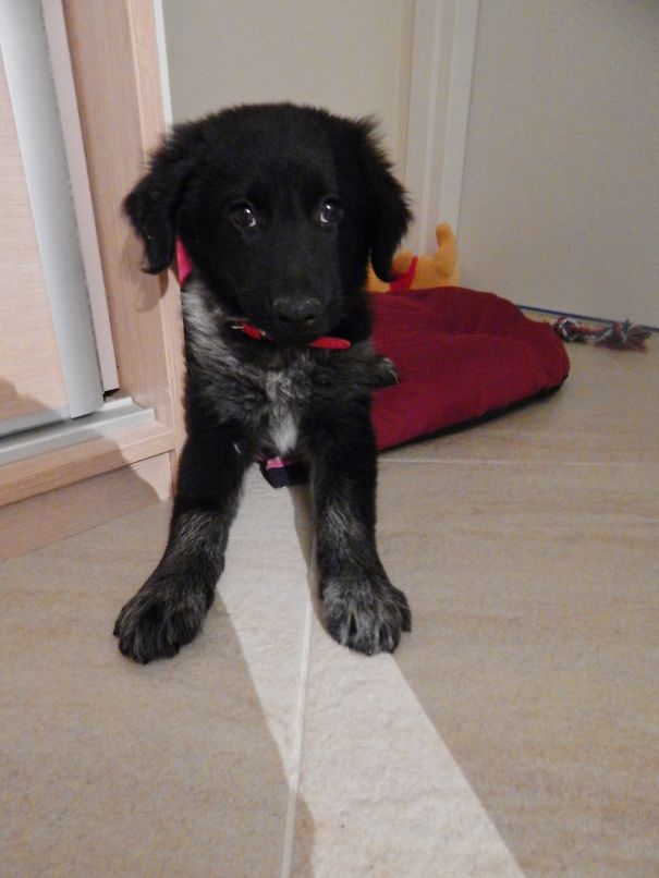 Bossy (belgian Shepherd + Aussie)