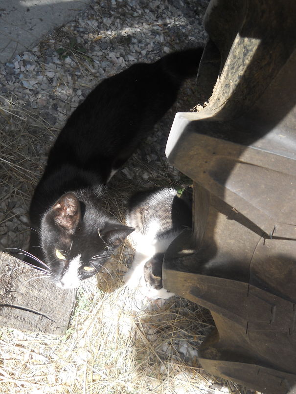 Mom And Her Baby :) Just Sitting Near The Huge Tractor...