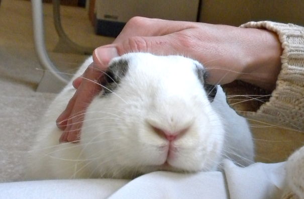A white bunny with black spots is gently petted on the head, showcasing its adorable features and cuteness.
