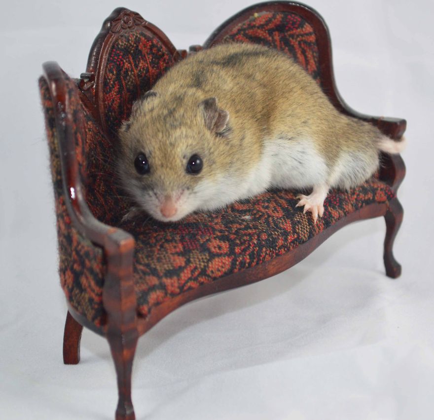 "draw Me Like One Of Your French Girls, Jack" - My Chinese Brown Hamster, Chester