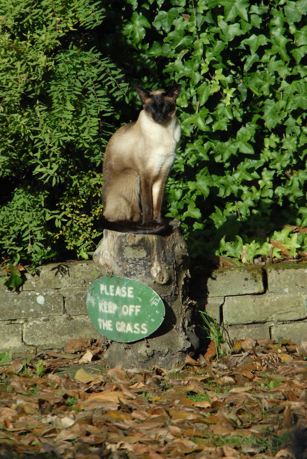 A Cat That Can Read.