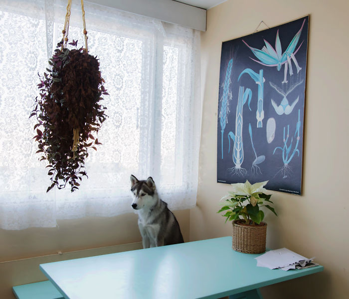 I Photograph Dogs As If They Were Home Owners