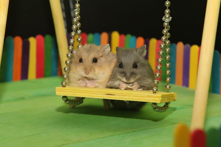 Dumptruck And Porkchop Enjoying Their Playground.