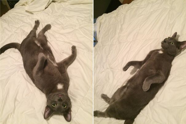 "oh Man, That Catnip Was The Bomb!"