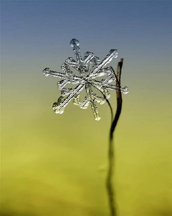 Ethereal Macro Photos Of Snowflakes In The Moments Before They Disappear