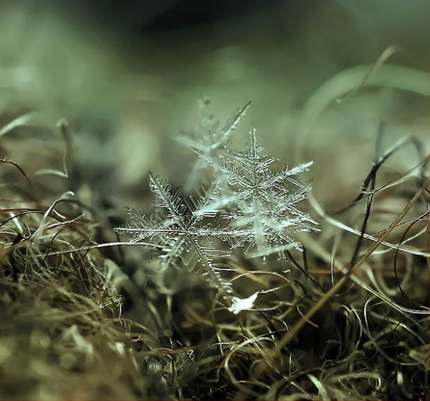 Ethereal Macro Photos Of Snowflakes In The Moments Before They Disappear