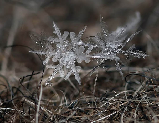 Ethereal Macro Photos Of Snowflakes In The Moments Before They Disappear