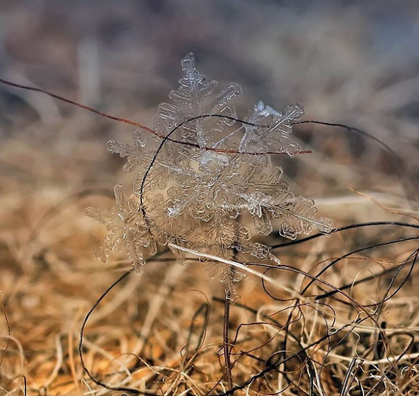 Ethereal Macro Photos Of Snowflakes In The Moments Before They Disappear
