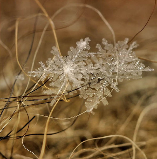 Ethereal Macro Photos Of Snowflakes In The Moments Before They Disappear