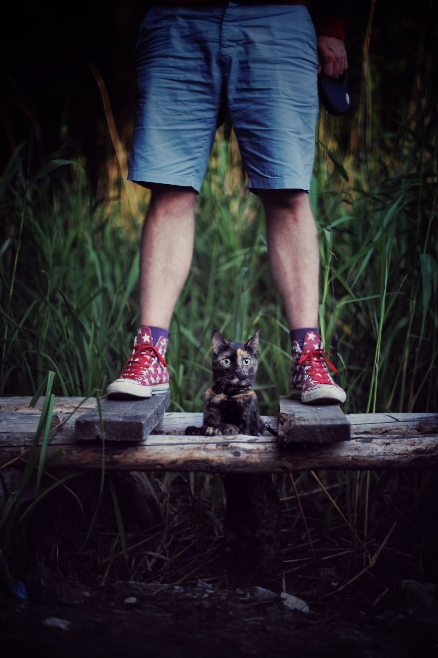 A Summer With A Cat: Why You Shouldn't Leave Your Cat At Home During Vacation A Summer With A Cat: Why You Shouldn't Leave Your Cat At Home During Vacation