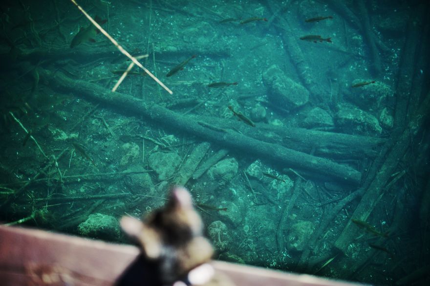 A Summer With A Cat: Why You Shouldn't Leave Your Cat At Home During Vacation A Summer With A Cat: Why You Shouldn't Leave Your Cat At Home During Vacation