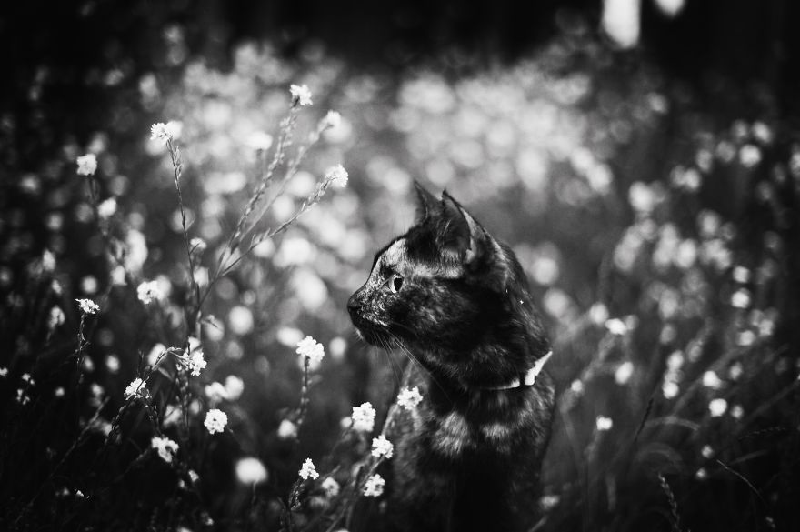 A Summer With A Cat: Why You Shouldn't Leave Your Cat At Home During Vacation A Summer With A Cat: Why You Shouldn't Leave Your Cat At Home During Vacation