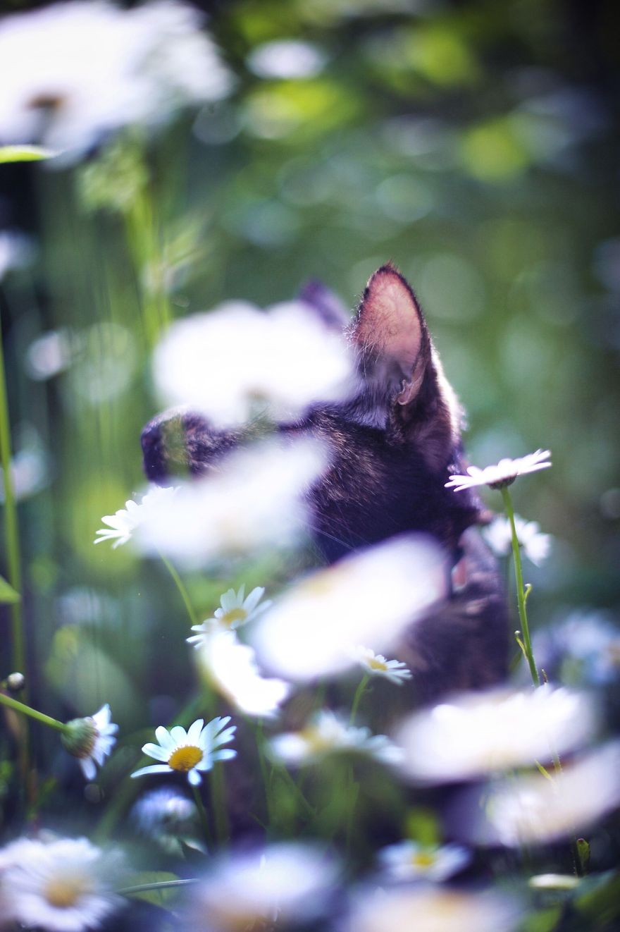 A Summer With A Cat: Why You Shouldn't Leave Your Cat At Home During Vacation A Summer With A Cat: Why You Shouldn't Leave Your Cat At Home During Vacation