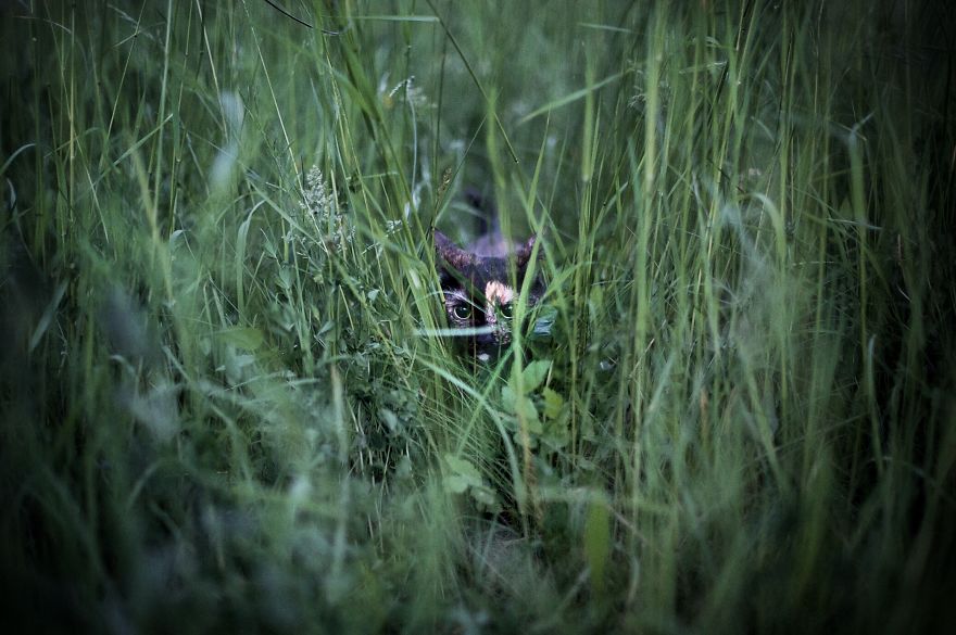 A Summer With A Cat: Why You Shouldn't Leave Your Cat At Home During Vacation A Summer With A Cat: Why You Shouldn't Leave Your Cat At Home During Vacation