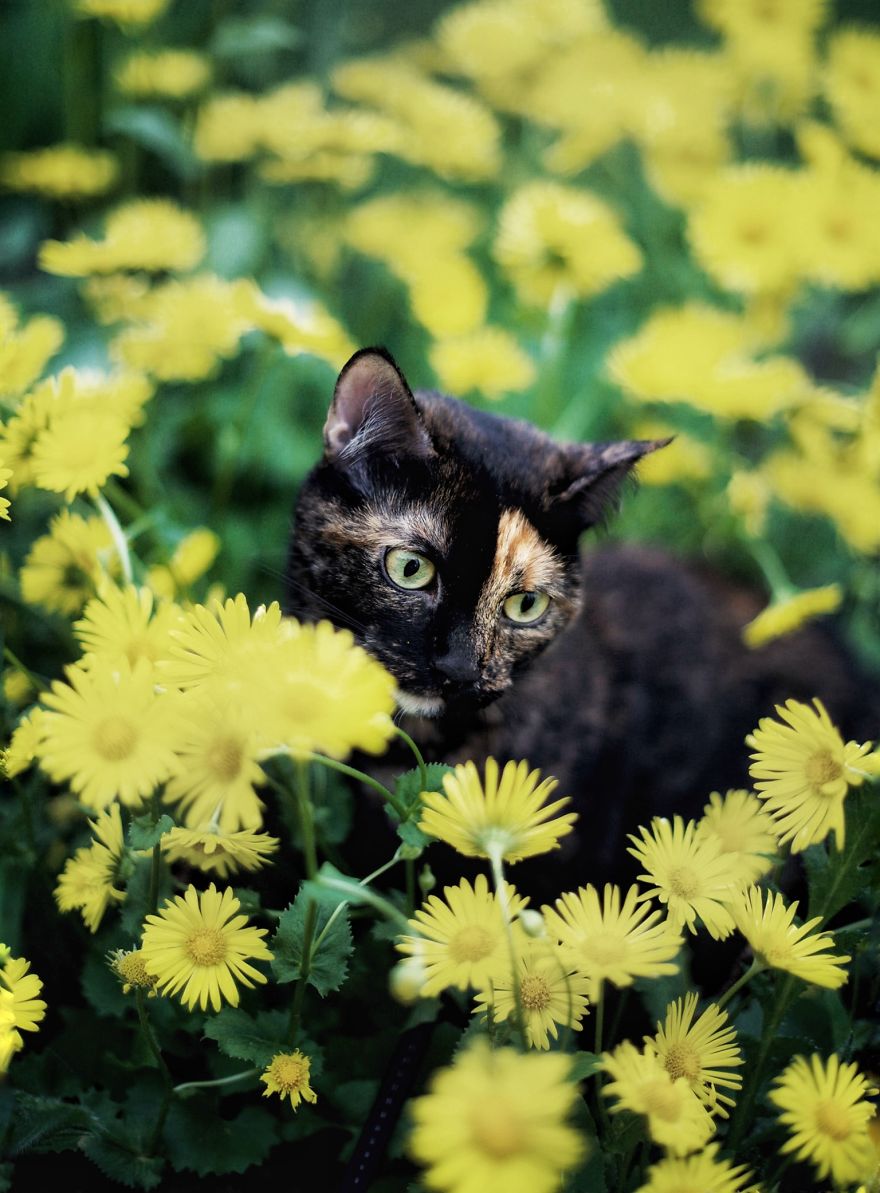 A Summer With A Cat: Why You Shouldn't Leave Your Cat At Home During Vacation A Summer With A Cat: Why You Shouldn't Leave Your Cat At Home During Vacation