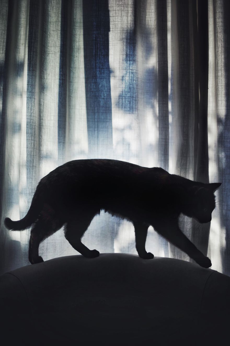 A Summer With A Cat: Why You Shouldn't Leave Your Cat At Home During Vacation A Summer With A Cat: Why You Shouldn't Leave Your Cat At Home During Vacation