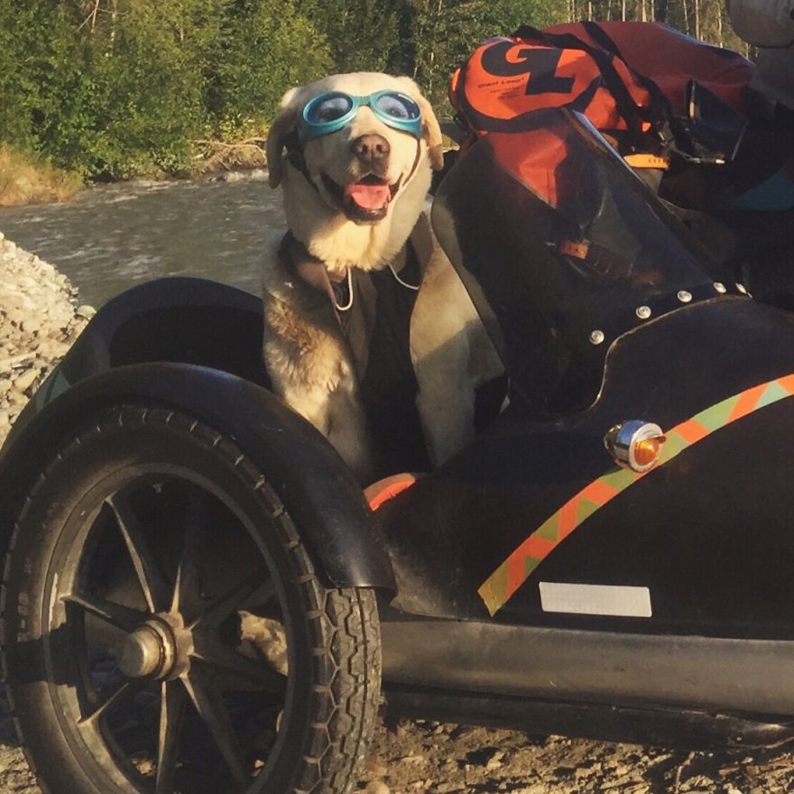 I Motorbiked 6,000 Miles To Alaska With My Dog And We're Still Going