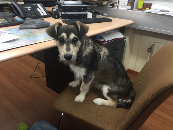 Hannibal- Dachsky (dachshund And Husky)