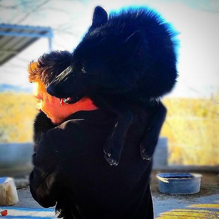 I Discovered My Inner Wolf At Wolf Mountain, California