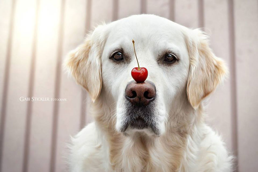 I Love My Dog's Nose