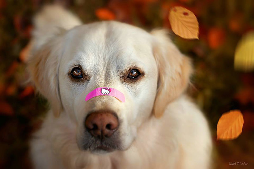 I Love My Dog's Nose