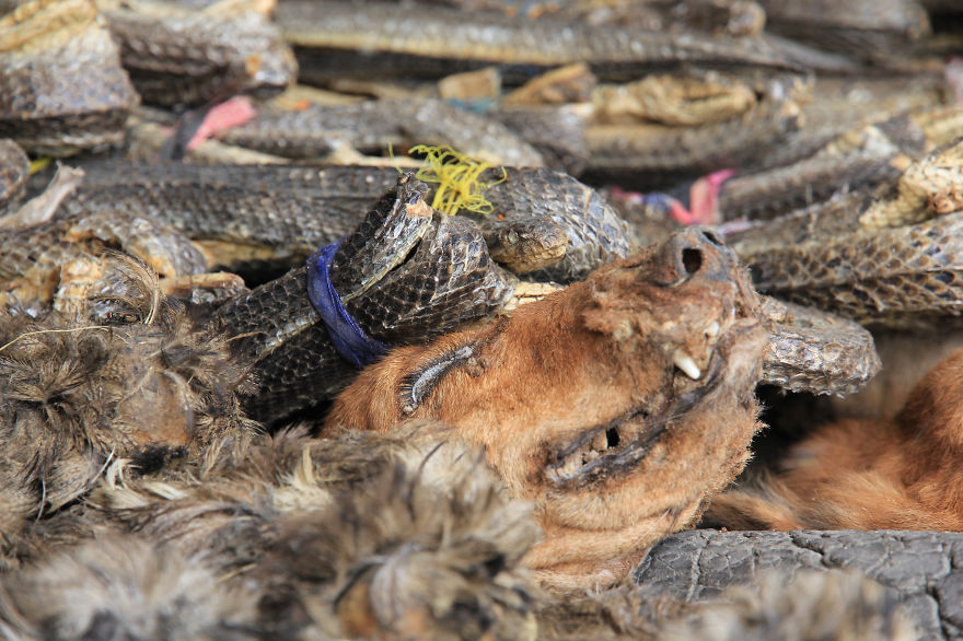 I Visited The Voodoo Market In Benin.