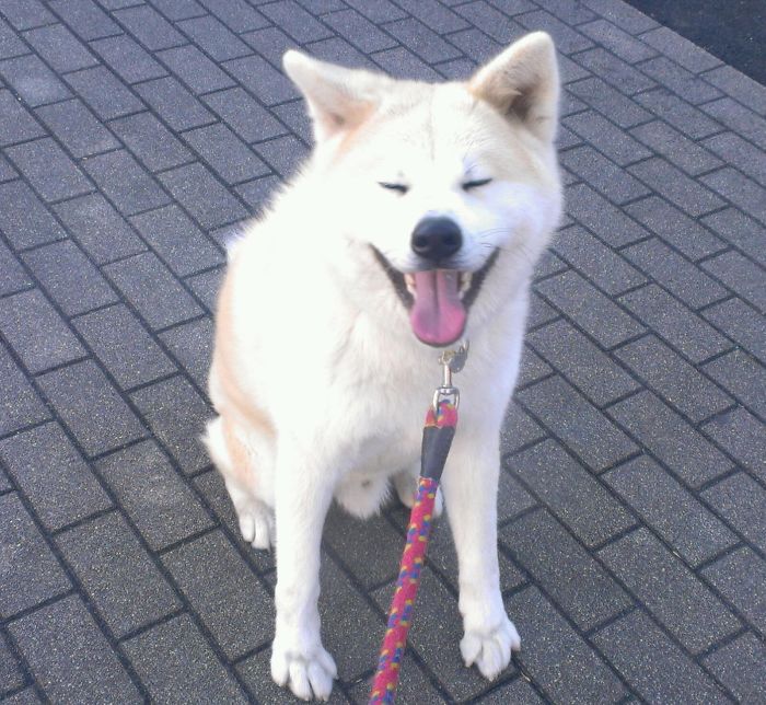 Akita Loves To Play.
