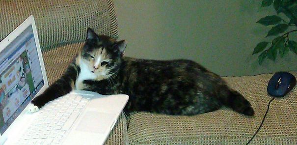 I Know Nothing About Those Visa Charges