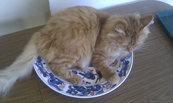 Would You Like A Salad With That?