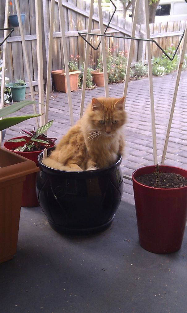 #43 Must Use Less Of That Fur-tiliser Next Time!