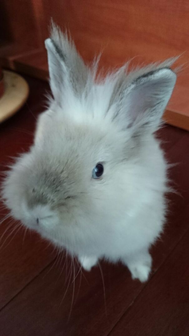 Fluffy bunny with pointed ears sitting on a wooden floor, looking up adorably.