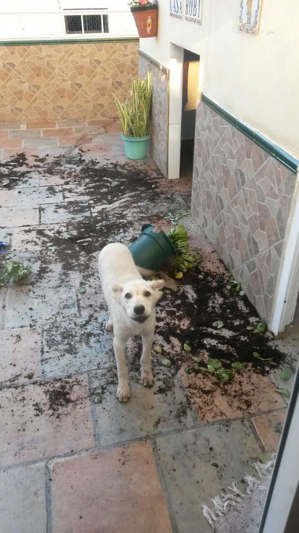 When I Grow Up I Want To Be A Gardener!!