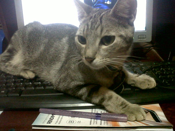 Enough Chatting Is 3 Am. Pet Me!