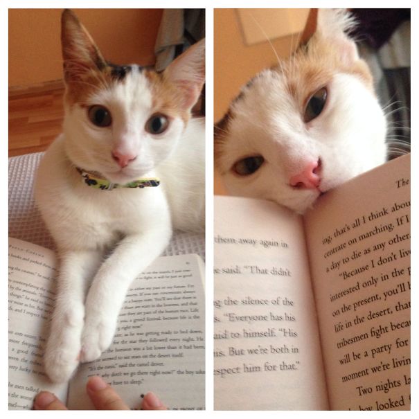 Can't I Read?! Then I Eat.