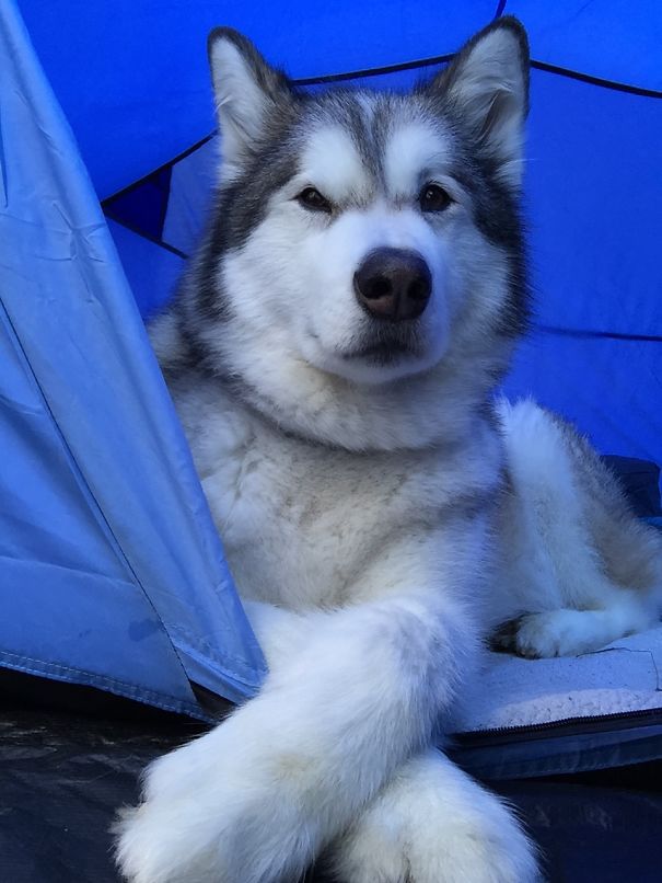 Mishka Is A Pro At Camping