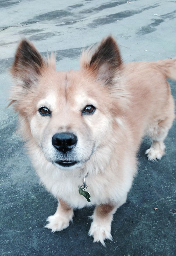 Brisbee, The Chorgi, Corgi Chow
