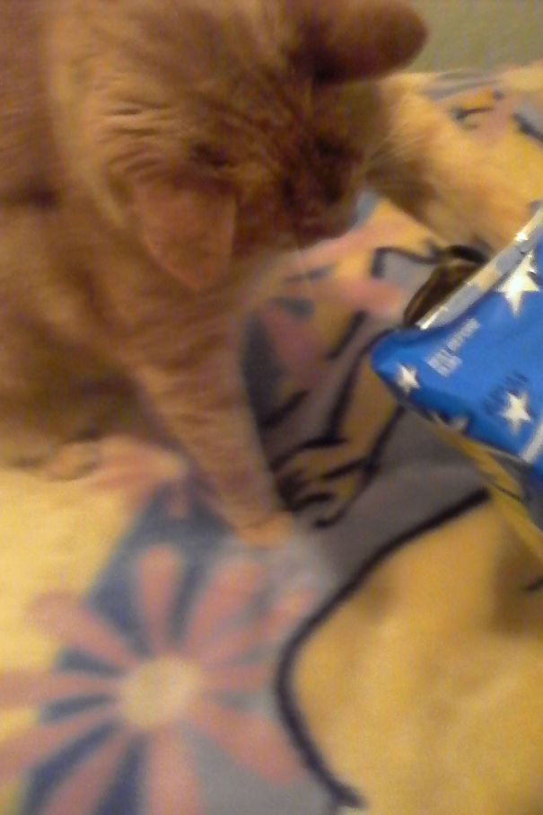 Human Food Is Better Than Cat Food.